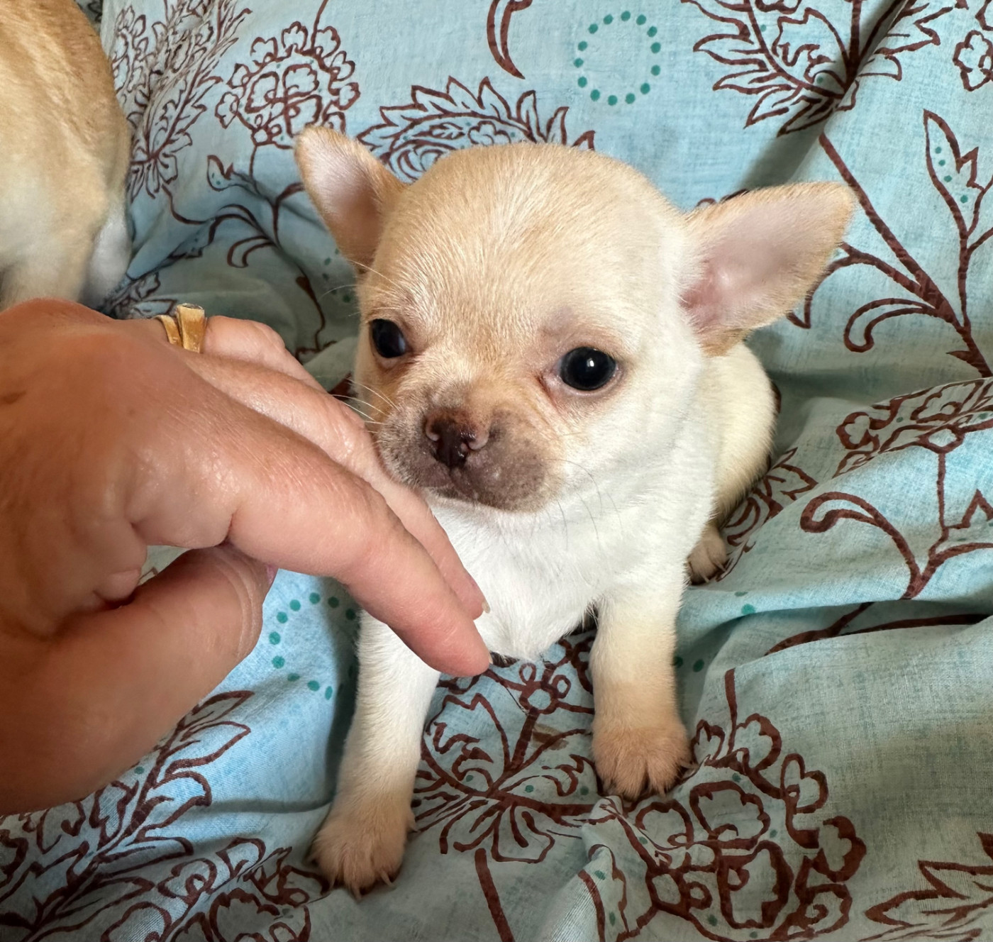 Des Dunes De Keremma - Chiots disponibles - Chihuahua