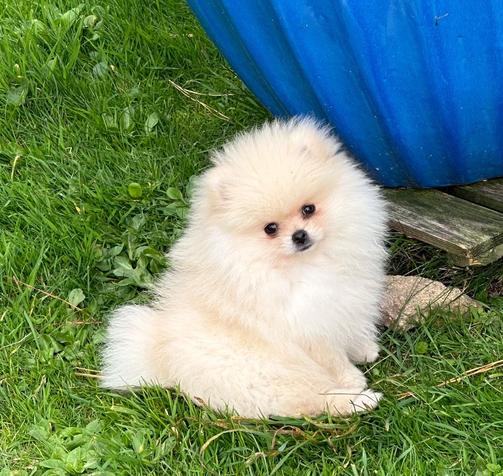 Chiot Spitz allemand Des Dunes De Keremma