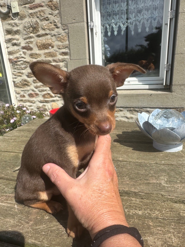 Des Dunes De Keremma - Chiots disponibles - Russkiy Toy (Petit Chien Russe)