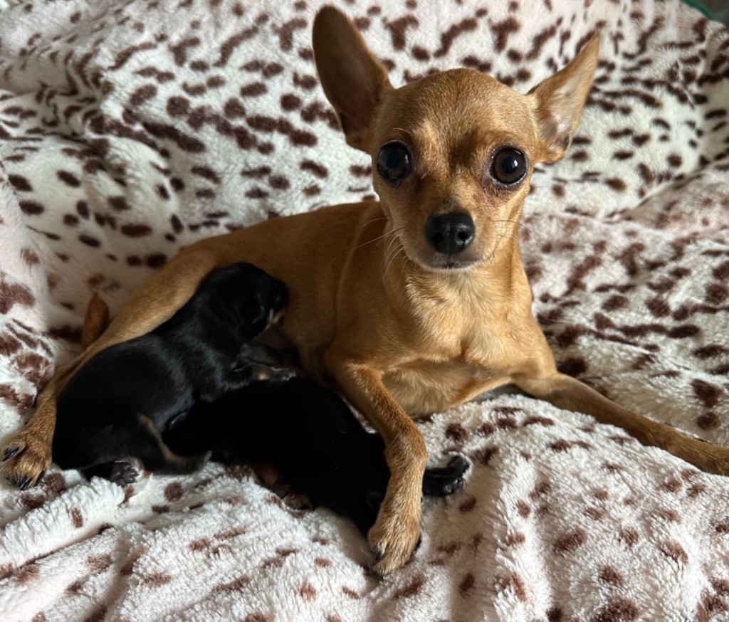 Des Dunes De Keremma - Chiots disponibles - Russkiy Toy (Petit Chien Russe)