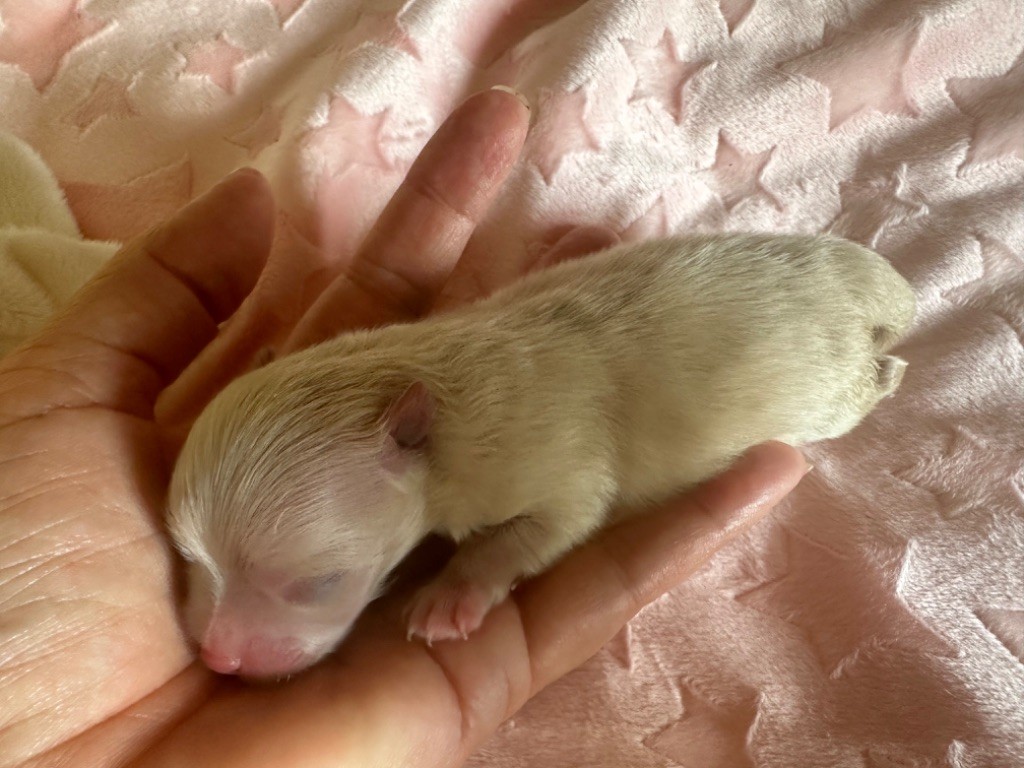 Des Dunes De Keremma - Chiots disponibles - Spitz allemand