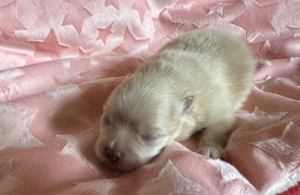 CHIOT