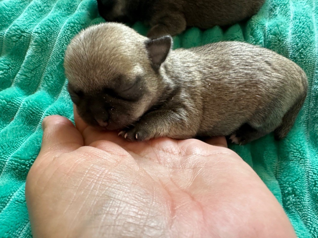 Chiot Chihuahua Des Dunes De Keremma