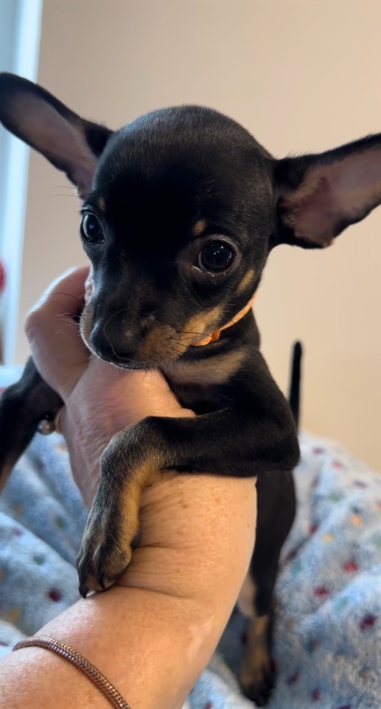 Chiot Russkiy Toy (Petit Chien Russe) Des Dunes De Keremma