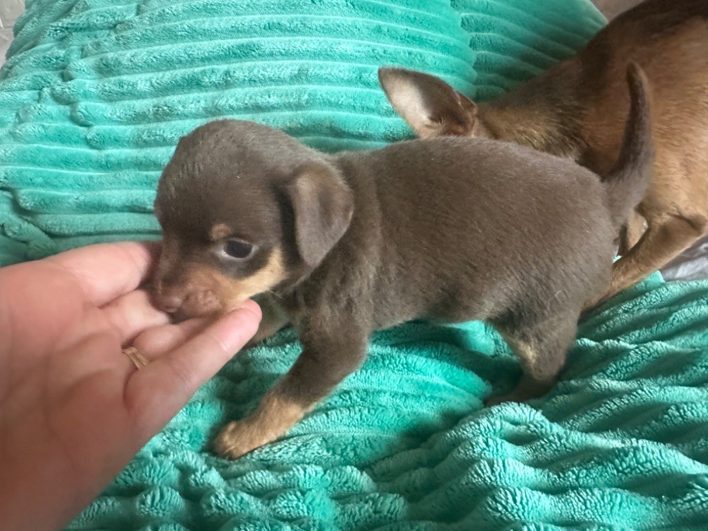 Des Dunes De Keremma - Chiots disponibles - Russkiy Toy (Petit Chien Russe)