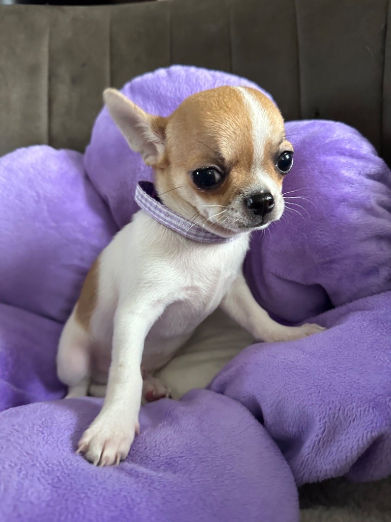 Des Dunes De Keremma - Chiots disponibles - Chihuahua