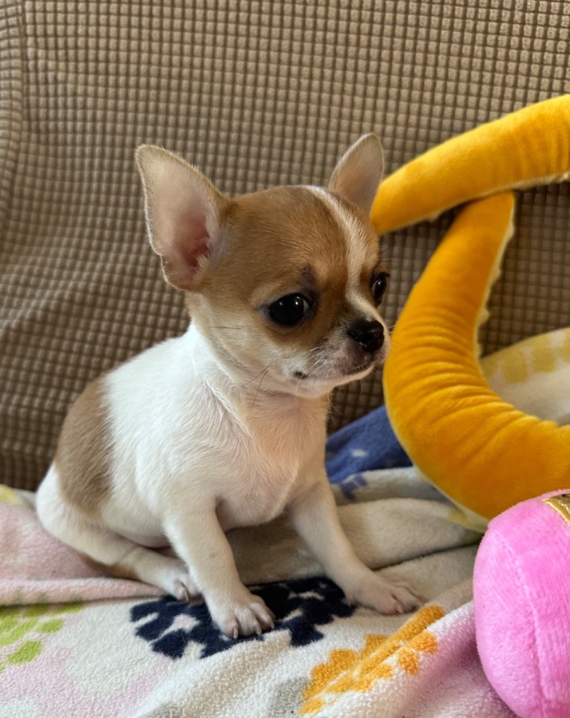 Des Dunes De Keremma - Chiots disponibles - Chihuahua