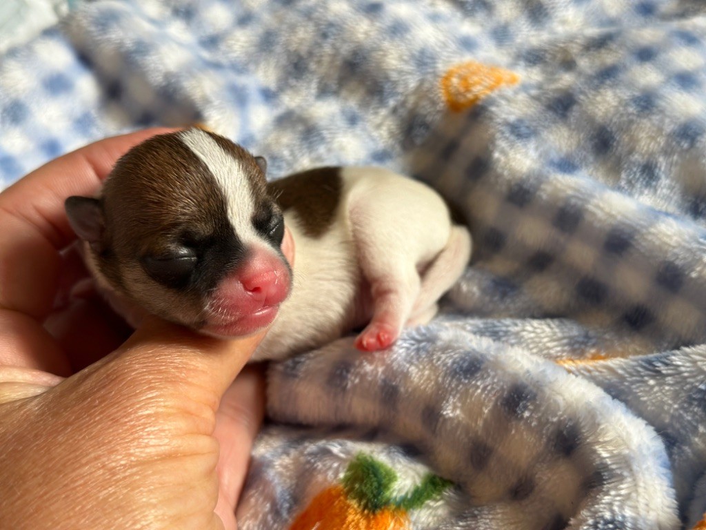 Des Dunes De Keremma - Chiots disponibles - Chihuahua
