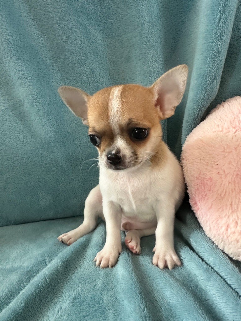 Des Dunes De Keremma - Chiots disponibles - Chihuahua