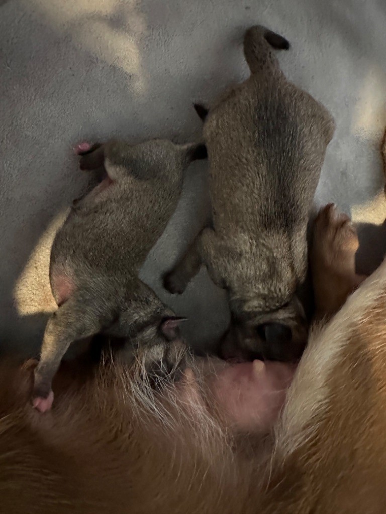 Des Dunes De Keremma - Chiots disponibles - Chihuahua