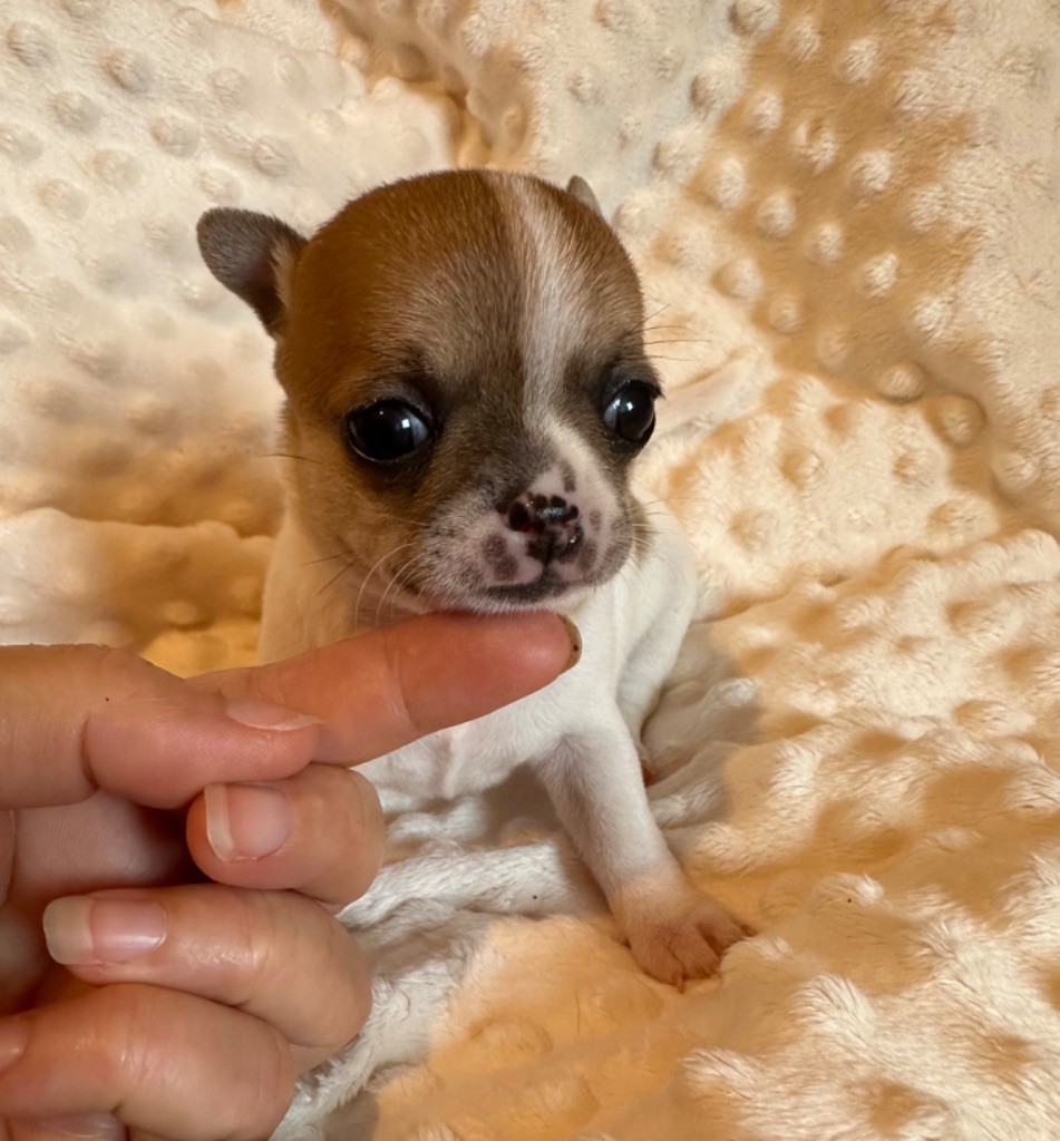 Des Dunes De Keremma - Chiots disponibles - Chihuahua