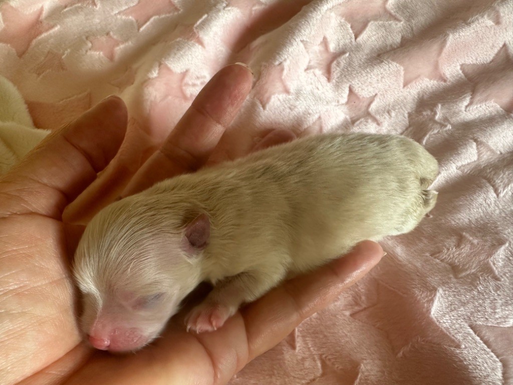 Puppy Spitz allemand Des Dunes De Keremma