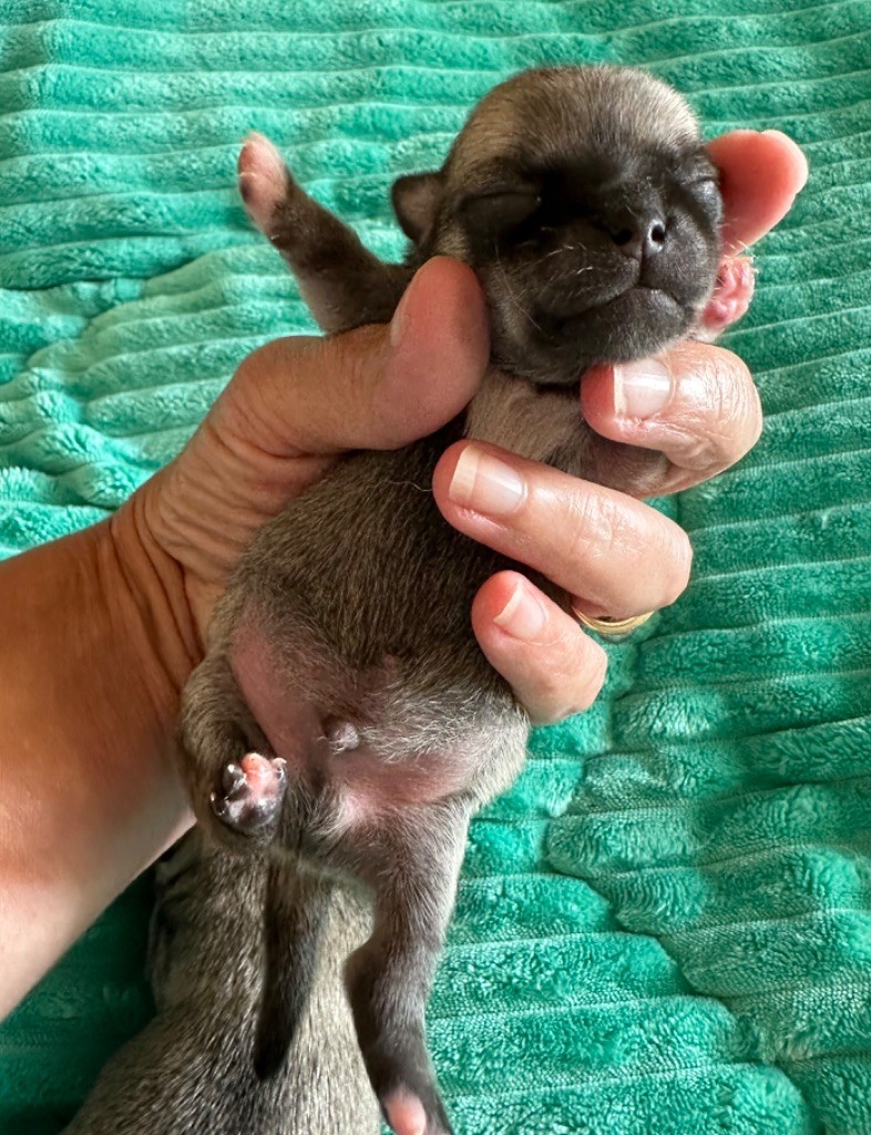 Des Dunes De Keremma - Chiots disponibles - Chihuahua