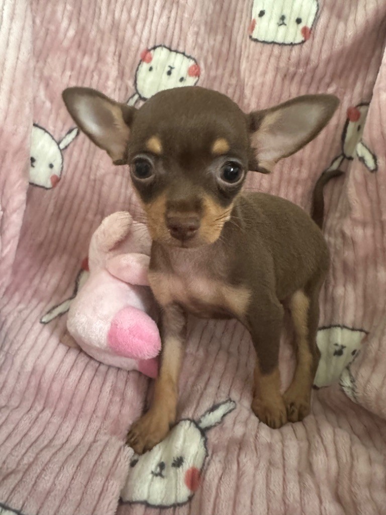 Des Dunes De Keremma - Chiots disponibles - Russkiy Toy (Petit Chien Russe)