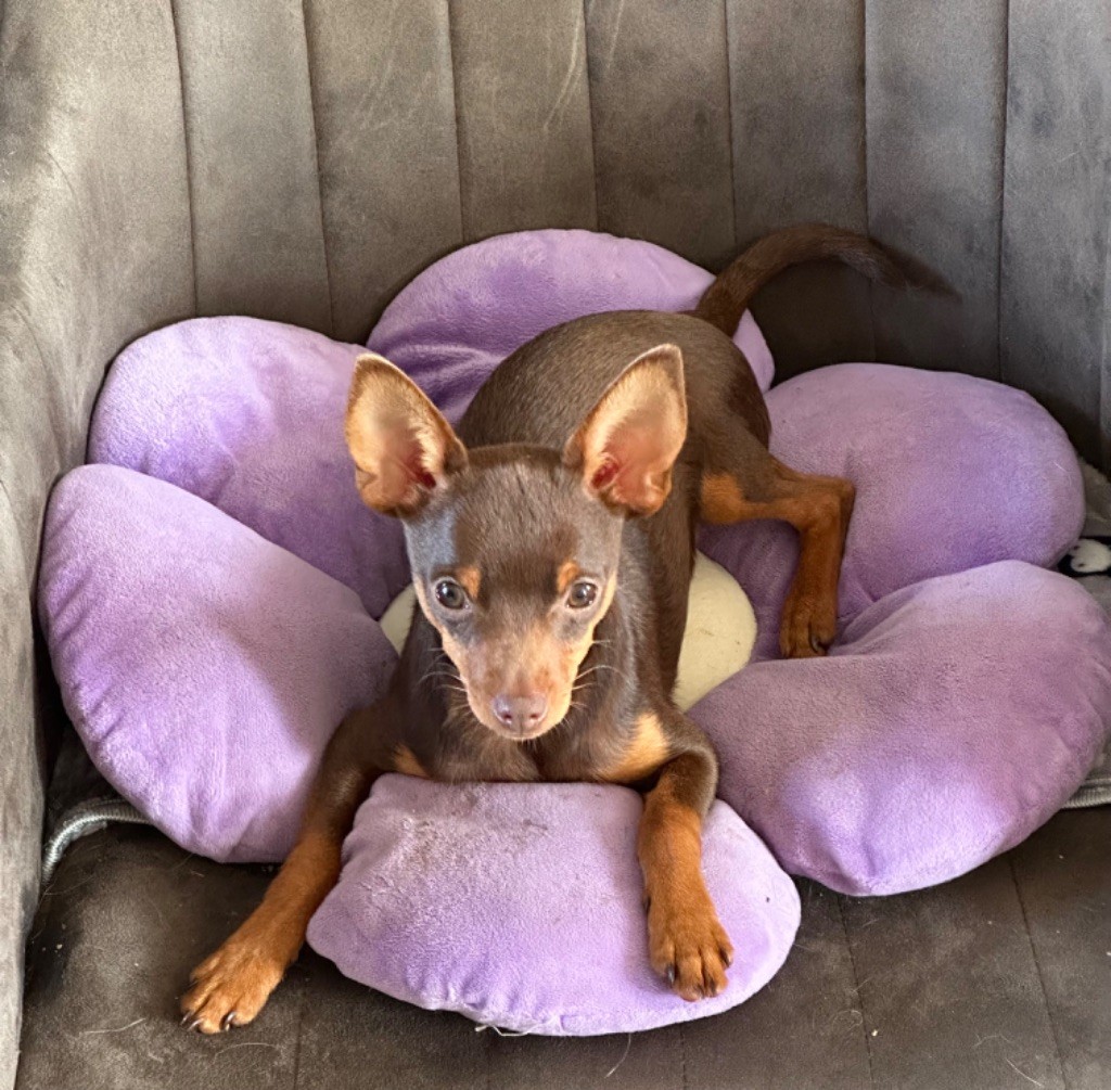 Des Dunes De Keremma - Chiots disponibles - Russkiy Toy (Petit Chien Russe)