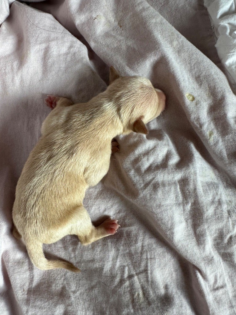 Des Dunes De Keremma - Chiots disponibles - Russkiy Toy (Petit Chien Russe)