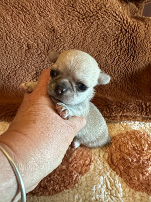 CHIOT 3