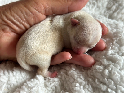 CHIOT