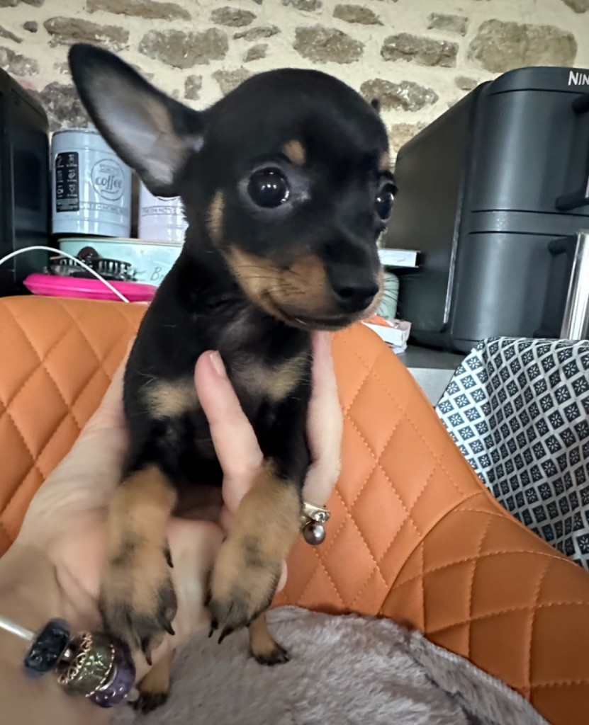 Des Dunes De Keremma - Russkiy Toy (Petit Chien Russe) - Portée née le 11/09/2025