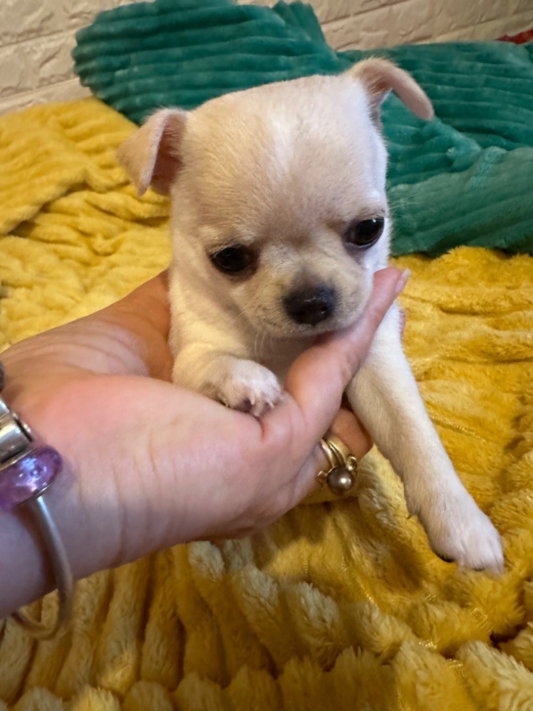 Des Dunes De Keremma - Chiots disponibles - Chihuahua