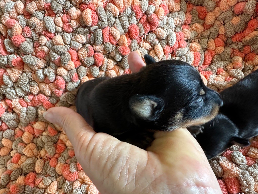 Des Dunes De Keremma - Chiots disponibles - Russkiy Toy (Petit Chien Russe)