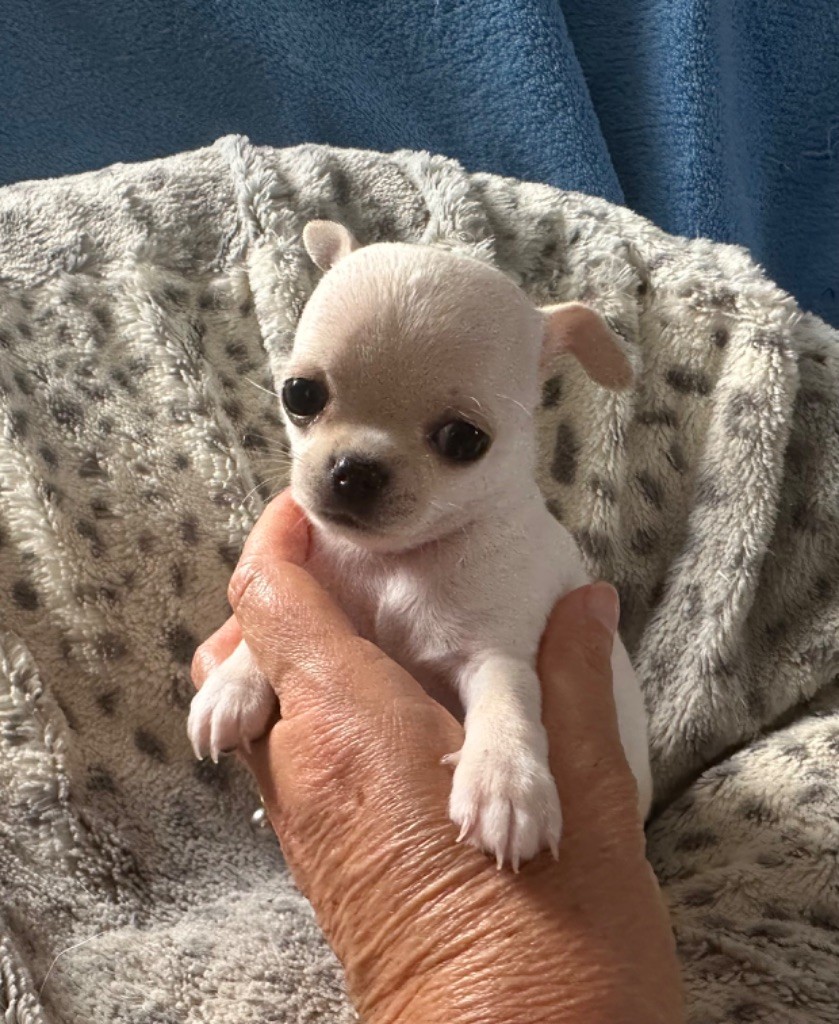 Des Dunes De Keremma - Chiots disponibles - Chihuahua