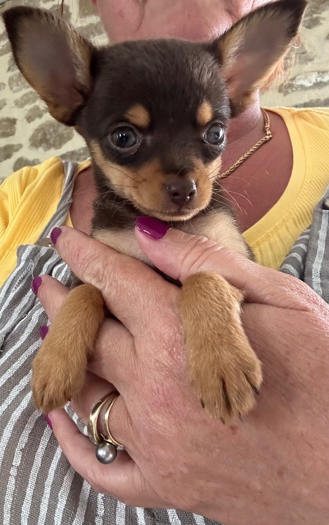Chiot Russkiy Toy (Petit Chien Russe) Des Dunes De Keremma