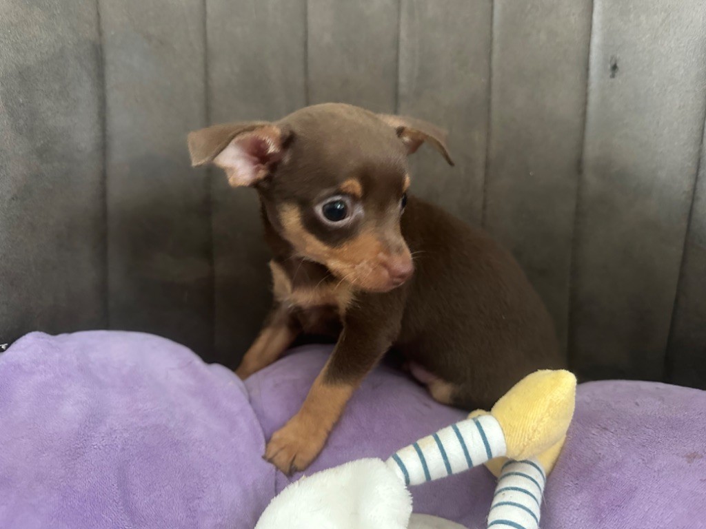 Des Dunes De Keremma - Chiots disponibles - Russkiy Toy (Petit Chien Russe)