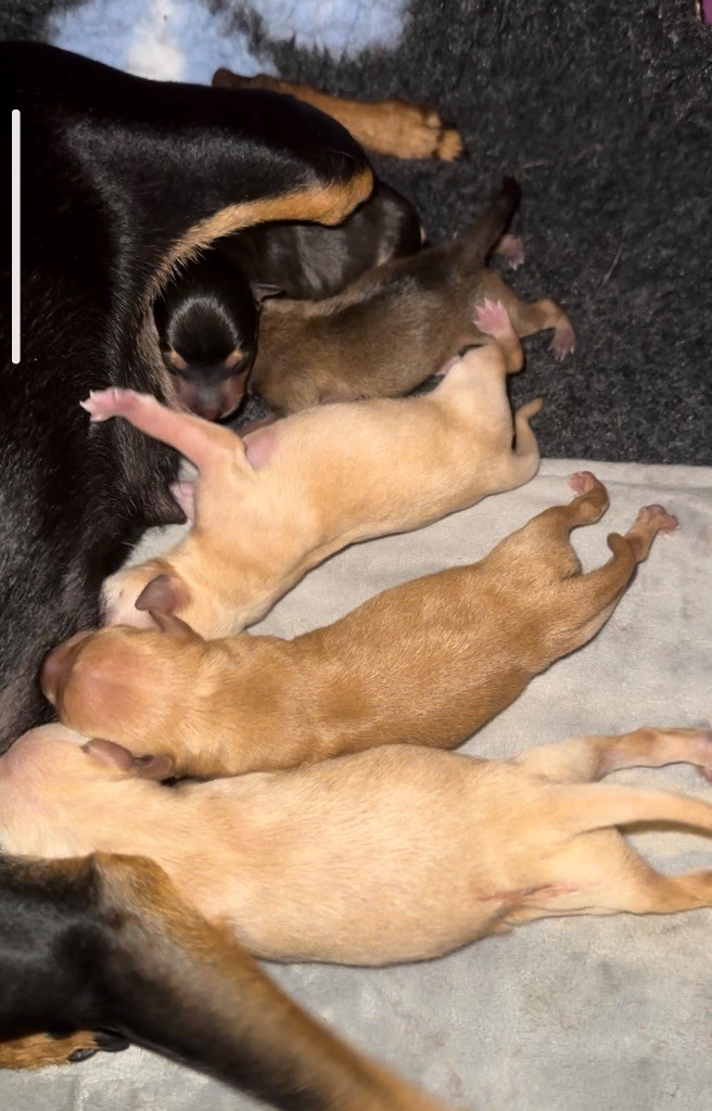 Des Dunes De Keremma - Russkiy Toy (Petit Chien Russe) - Portée née le 29/10/2025