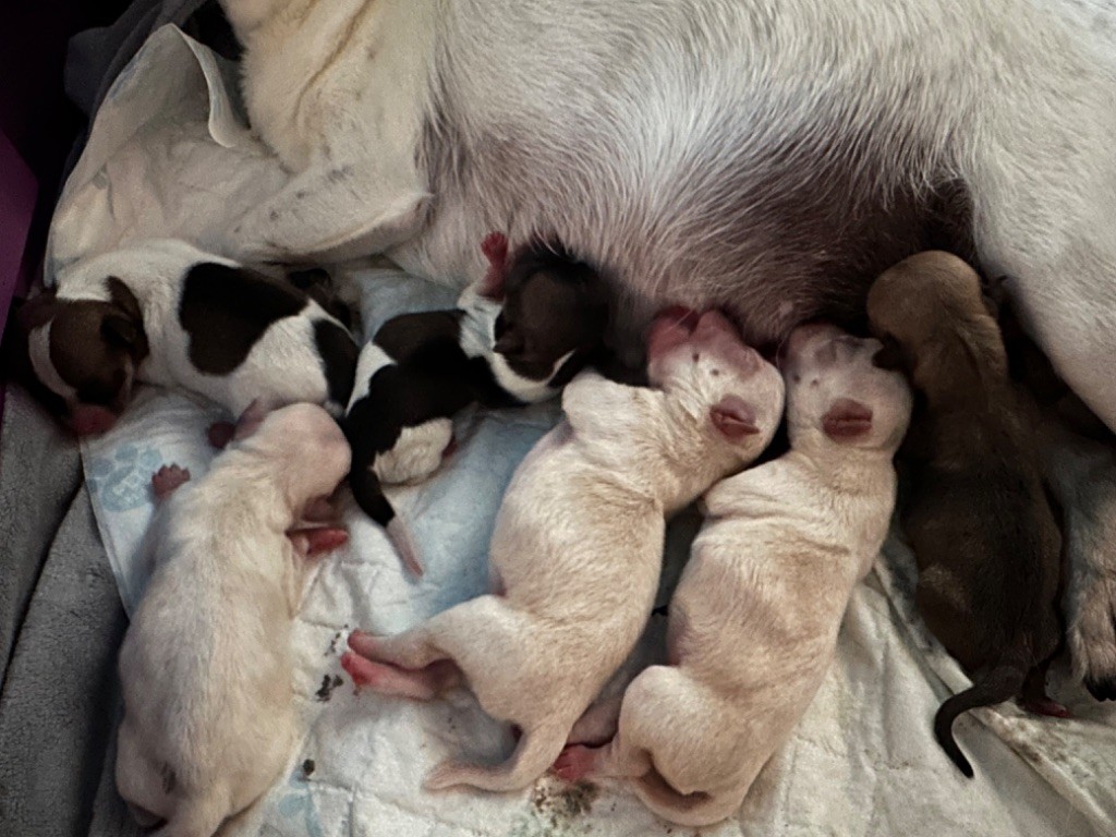 Chiot Chihuahua Des Dunes De Keremma