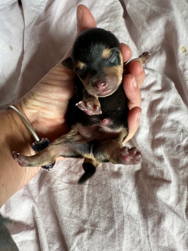 Des Dunes De Keremma - Chiots disponibles - Russkiy Toy (Petit Chien Russe)