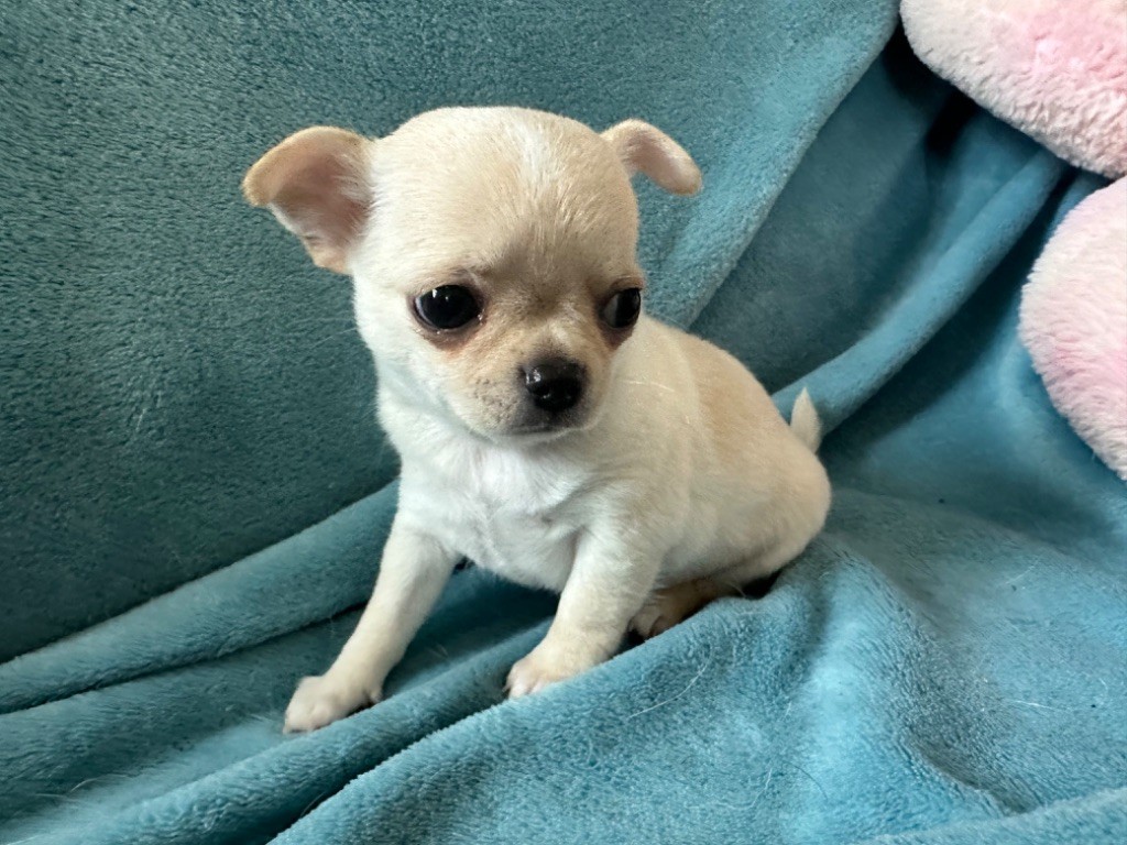 Des Dunes De Keremma - Chiots disponibles - Chihuahua