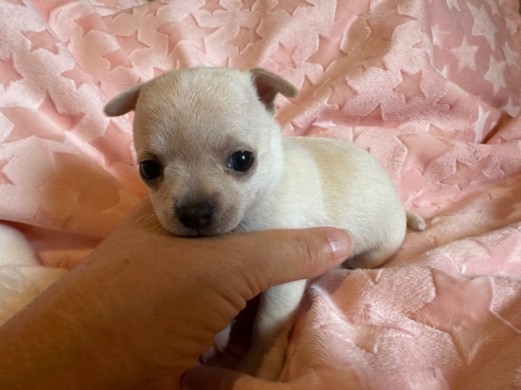 Des Dunes De Keremma - Chiots disponibles - Chihuahua