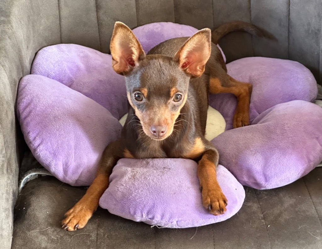 Chiot Russkiy Toy (Petit Chien Russe) Des Dunes De Keremma