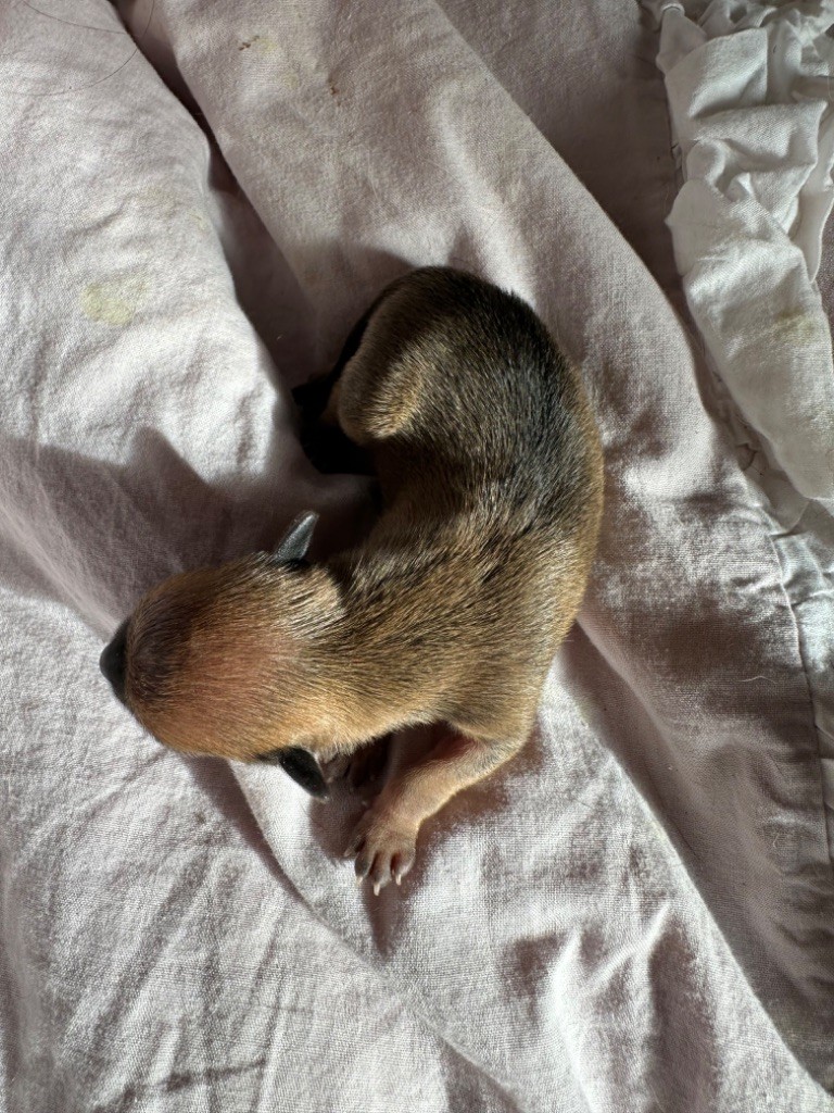 Des Dunes De Keremma - Chiots disponibles - Russkiy Toy (Petit Chien Russe)