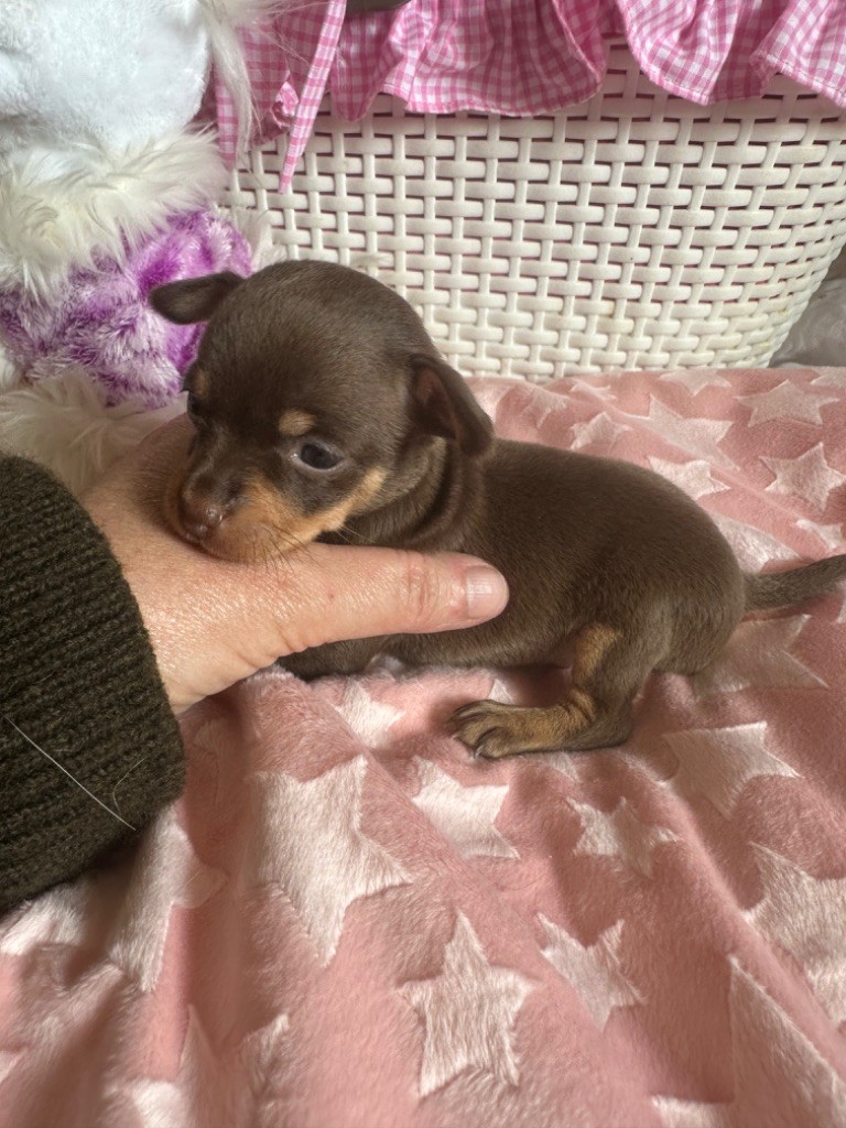 Des Dunes De Keremma - Chiots disponibles - Russkiy Toy (Petit Chien Russe)