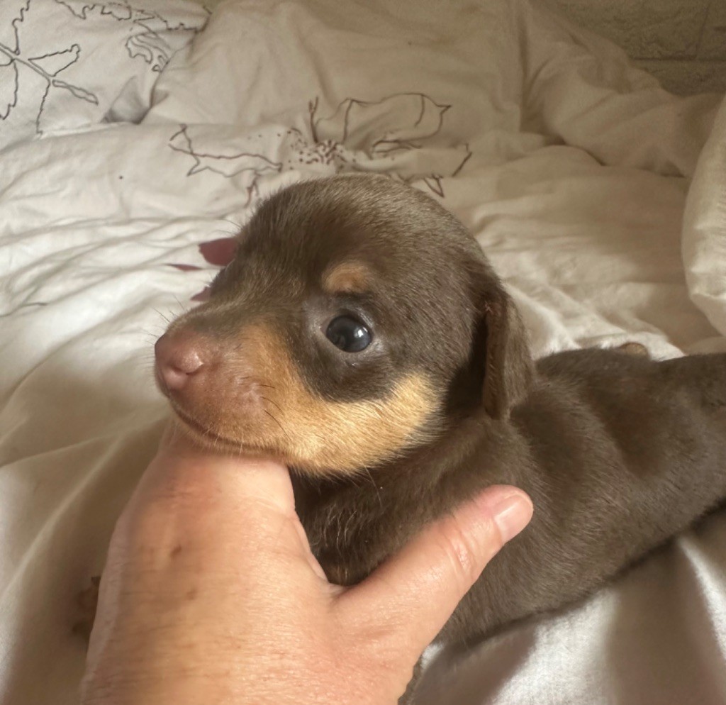 Des Dunes De Keremma - Chiots disponibles - Russkiy Toy (Petit Chien Russe)