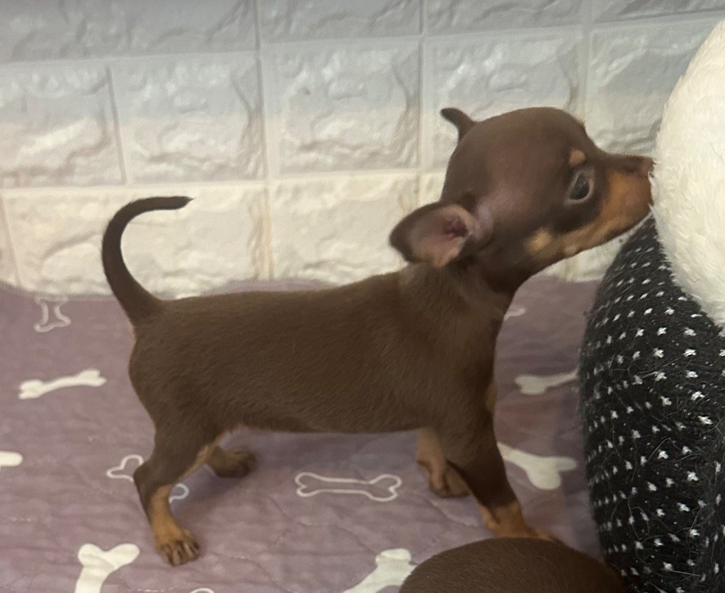 Des Dunes De Keremma - Chiots disponibles - Russkiy Toy (Petit Chien Russe)
