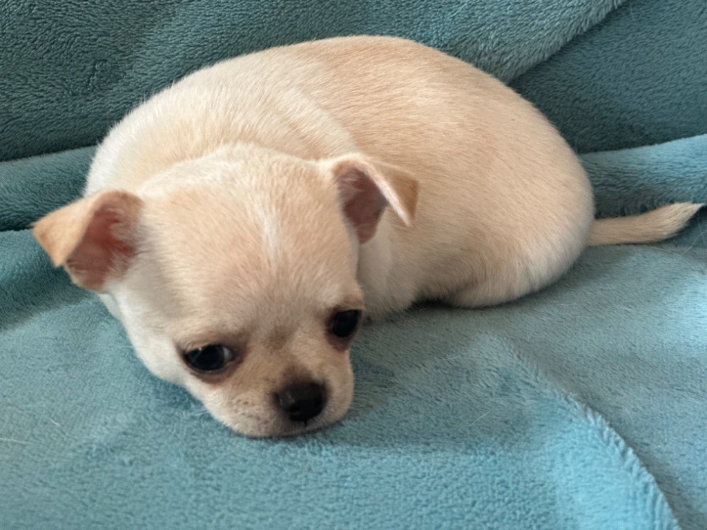 Chiot Chihuahua Des Dunes De Keremma