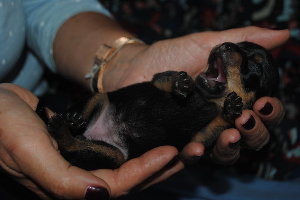 Chiot Russkiy Toy (Petit Chien Russe) Des Dunes De Keremma